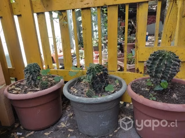 Todos los cactus tamaño grande