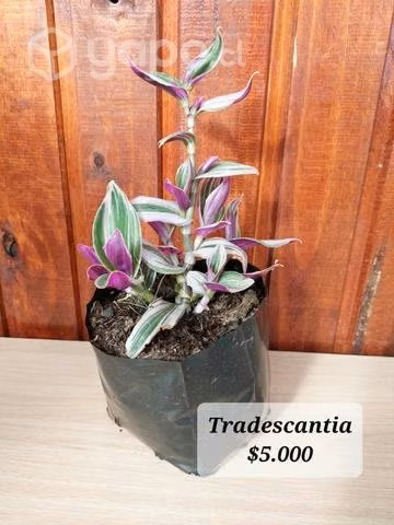 Plantas aloe Vera y Tradescantia