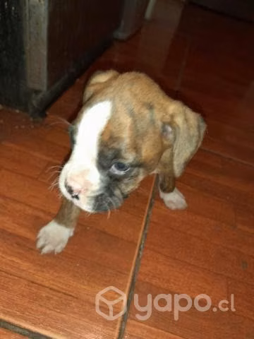 Se regala cachorrita mestizo - Imagen 2