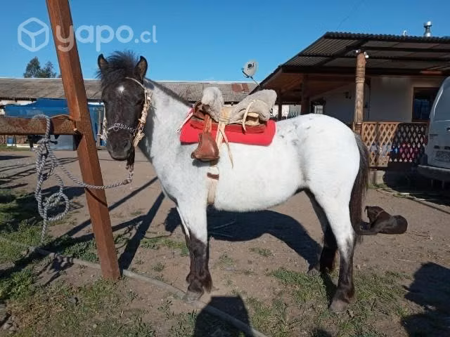 Yegua pony - Imagen 2