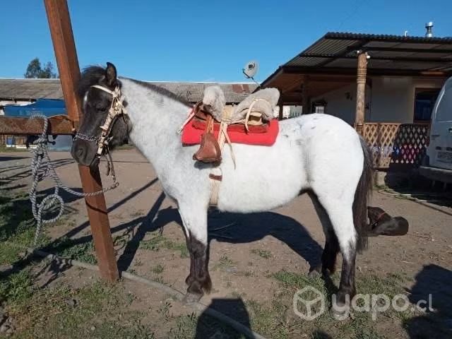 Yegua pony