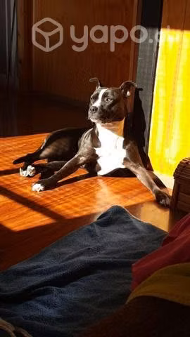 Se busca pololo