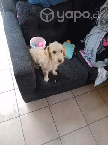 Perritas en adopción