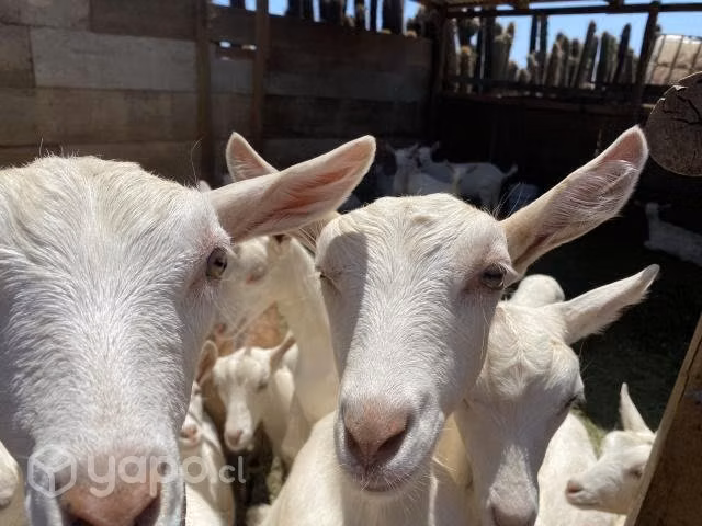 Cabras saanen - Imagen 2