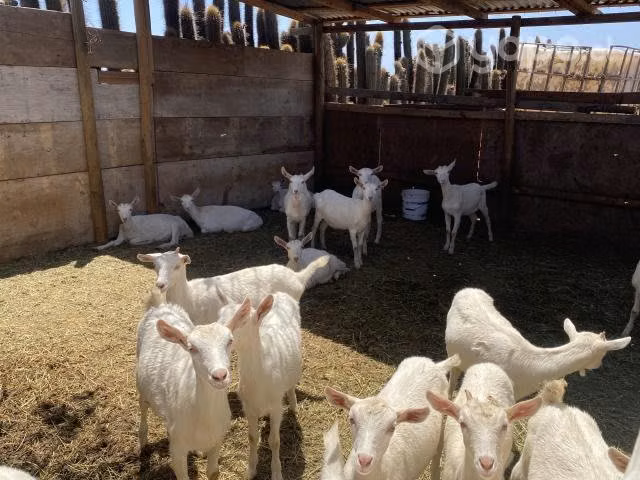 Cabras saanen