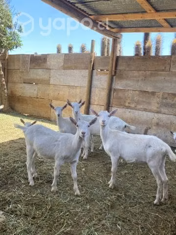 Cabras saanen - Imagen 3