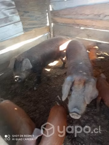 Chanchos