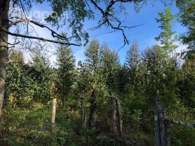 Hermosa parcela de 1 hectárea - Imagen 8