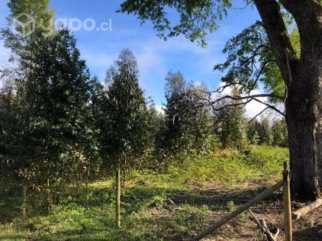 Hermosa parcela de 1 hectárea