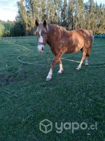 Caballo yegua de trabajo