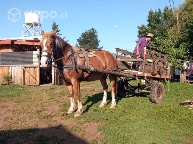 Caballo yegua de trabajo