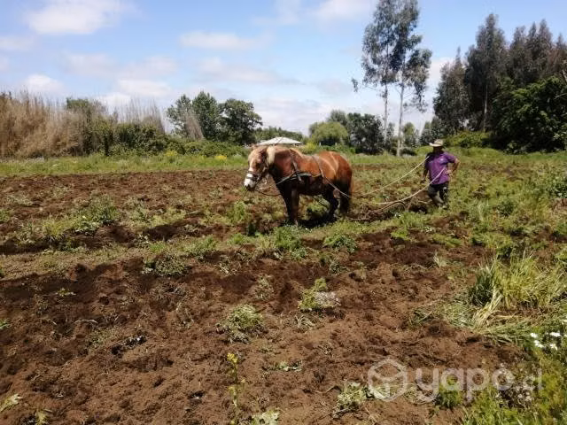 Caballo yegua de trabajo