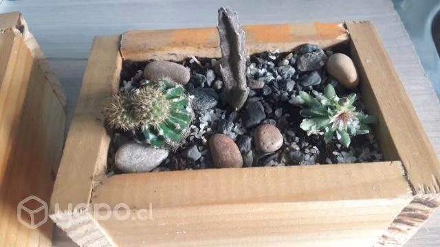 Hermosos Terrarios