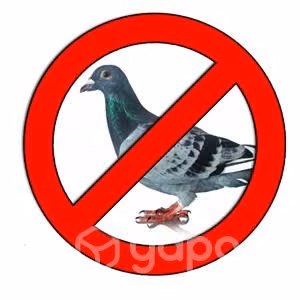 Control de plagas palomas aves - Imagen 3