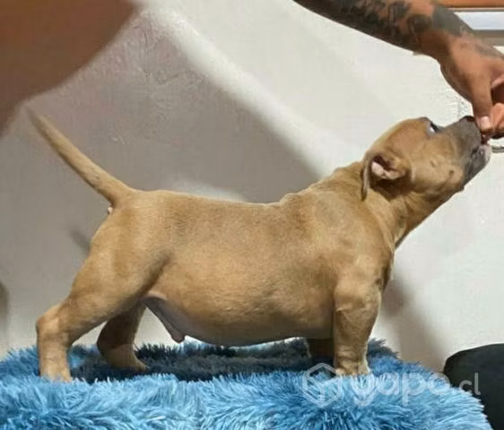 Cachorro american bully