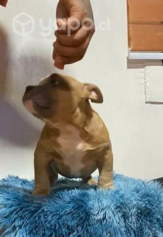 Cachorro american bully