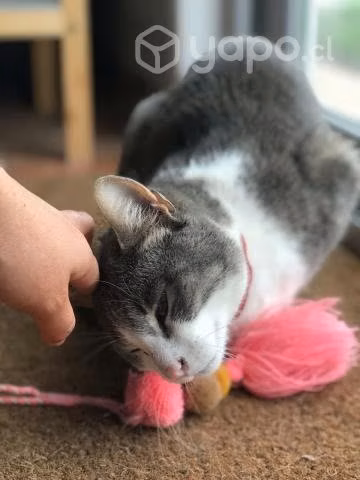 Gatita en adopción