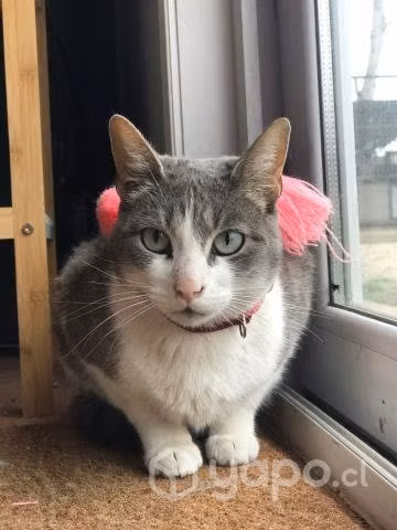 Gatita en adopción