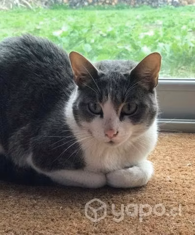 Gatita en adopción
