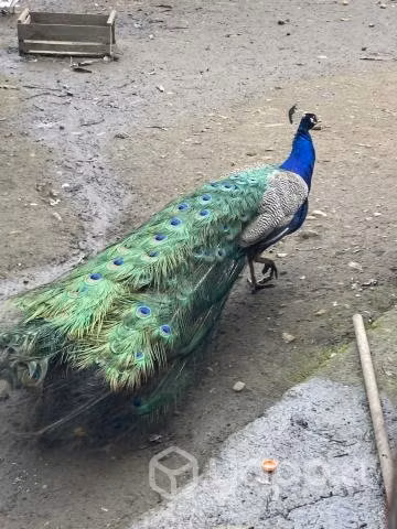 Pavos reales