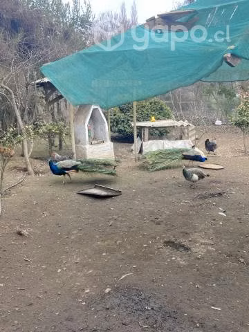 Pavos reales - Imagen 5