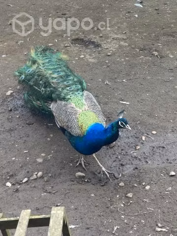 Pavos reales - Imagen 2
