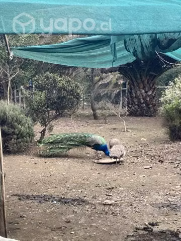 Pavos reales - Imagen 4