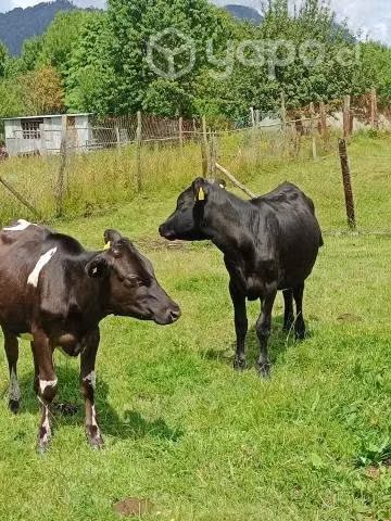 Vaquillas - Imagen 4