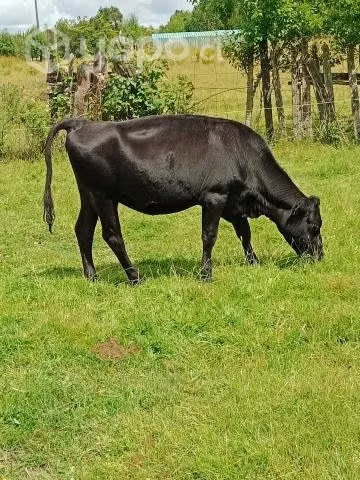 Vaquillas - Imagen 3