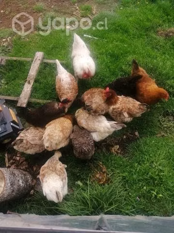 Gallinas criollas
