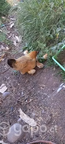 Gallina de la pasión - Imagen 2