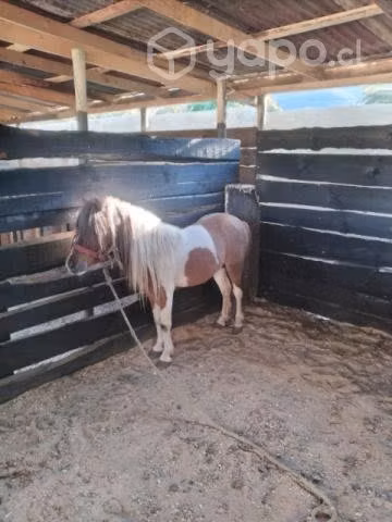 Pony