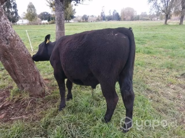 Se  2 terneros - Imagen 4