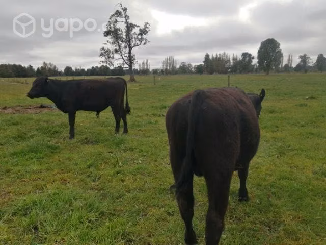 Se  2 terneros - Imagen 2