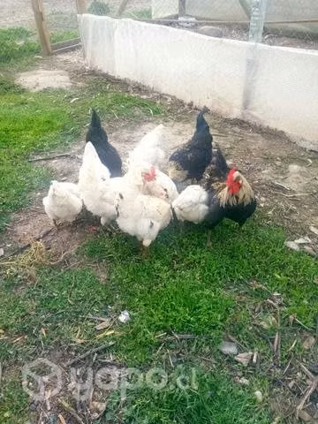 de pollones de campo