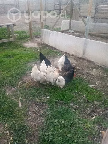 de pollones de campo - Imagen 3