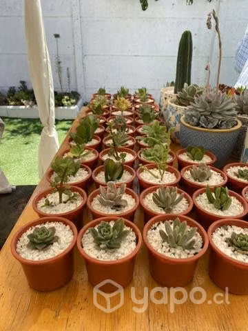 Suculentas y cactus
