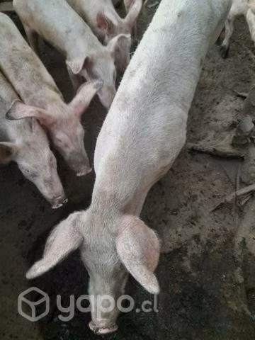 chanchos