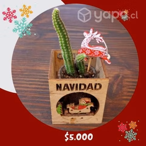 Lindos arreglos con plantas para esta navidad