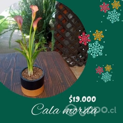 Lindos arreglos con plantas para esta navidad