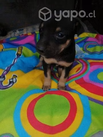 Se regalan cachorros