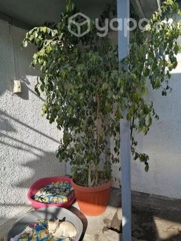 Hermoso Ficus - Imagen 2