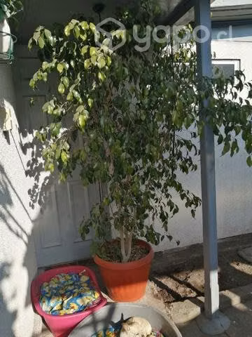Hermoso Ficus