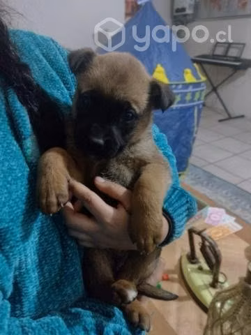 Se dan en adopción