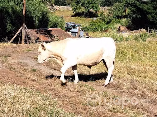 Toro charolais Puro