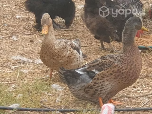 Pavos cabeza verde