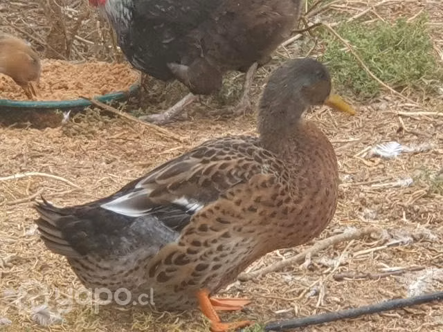 Pavos cabeza verde
