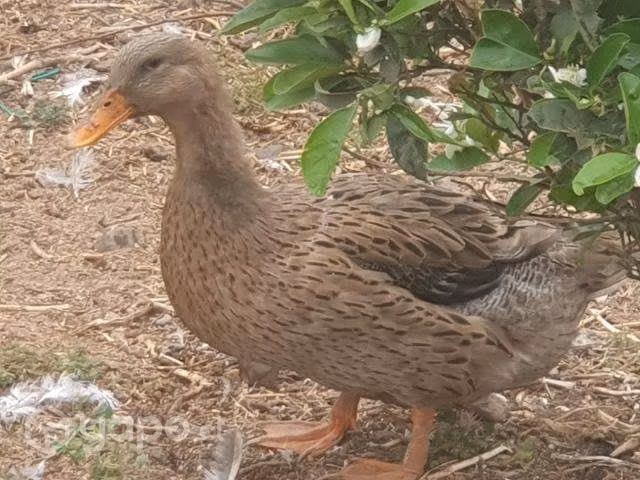 Pavos cabeza verde