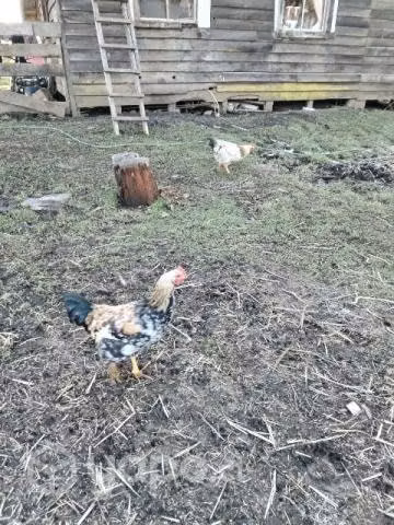 Pollos de este año - Imagen 2