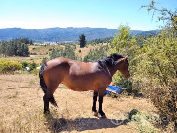 caballo chilote y yegua ambos mansos